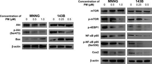 Figure 4 PM inhibits the Akt/mTOR signaling pathway and NF-κB.