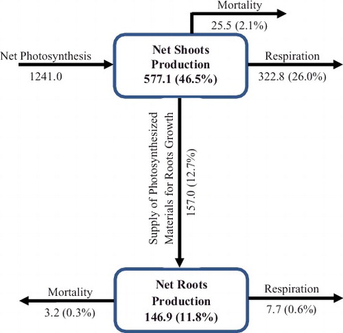 Figure 5. Production and seasonal fluxes of dry matter of Pistia stratiotes populations at 27° 30′ N, 80° 30′ W (USA) constructed using simulated quantities. Production is expressed as g DM m−2 and fluxes expressed as g DM m−2 per year.