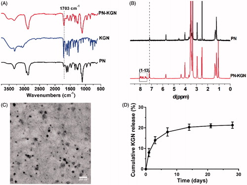 Figure 2. Typical FTIR (A) and 1H NMR spectra (B) showing the successful crosslink formation between PN and KGN, and the enhanced peaks at 1703 cm−1 (A) and 7.2 ppm (B) indicating the formation of amide bonds in PN-KGN. Transmission electron micrographs of PN-KGN, bar = 200 nm (C). In vitro release of KGN from PN-KGN at 37 °C (D).
