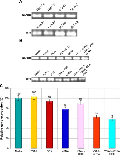 Figure 9 Gel retardation assay to evaluate the gene expression in four different cell types (A) and gene expression levels in SaOs-2 cells transfected with media, YSA-L, DOX, siRNA, YSA-L-DOX, YSA-L-siRNA, and YSA-L-siRNA-DOX (B). (C) The relative gene expression as determined by densitometry of the bands.Abbreviation: DOX, doxorubicin.