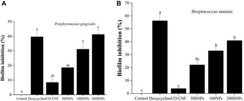 Figure 11 Quantification of nanoparticles of biofilm inhibition of (A) P. gingivalis and (B) S. mutans. Data are expressed as mean ± SD. (n=3). The values with different letters (a–c) represent a significant difference (p < 0.001) analyzed by Tukey’s test.Abbreviations: CO-CNF, ĸ-carrageenan oligosaccharides linked cellulose nanofibers; 50 SNPs, 50 mg surfactin-loaded CO-CNF nanoparticles; 100 SNPs, 100 mg surfactin-loaded CO-CNF nanoparticles; 200 SNPs, 200 mg surfactin-loaded CO-CNF nanoparticles.