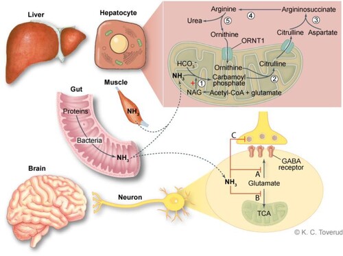 Figure 1. An overview of ammonia metabolism and effects on the brain. Excessive ammonia is removed through cytosolic and mitochondrial steps in hepatocytes. Step 1 requires carbamoyl phosphate synthetase (CPS1), step 2 Ornithine transcarbamylase (OTC), step 3 argininosuccinate synthetase converts citrulline, step 4 argininosuccinate, argininosuccinate lyase and step 5 arginase. Ammonia toxicity is complex and incompletely understood. Ammonia exerts its effects through disruption of neurotransmitter by depletion of glutamate, a precursor of GABA and other neurotransmitters (A and C) and blockade of the citric acid cycle (TCA) and there by oxidative phosphorylation (B). Hyperammonemia also leads to astrocyte swelling.