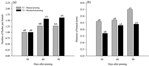 Figure 5. Number of flushes per branch (A) and diameter of the branch (B) in ‘Tommy Atkins’ Mango subjected to manual and mechanical pruning at 30, 60 and 90 days after pruning