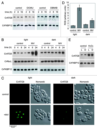 Figure 5. Inhibition of photosynthetic electron flow does not activate autophagy in Chlamydomonas. (A) Wild-type Chlamydomonas cells were grown in TAP medium to log phase under standard light conditions. The photosynthetic inhibitors DCMU (10 µM) or DBMIB (2 µM) were added and samples were taken at the indicated times and processed for western blot analysis. (B) Effect of MV on photosynthesis. Exponentially growing cells were treated with MV (1 µM) in the presence or in the absence of light and samples were collected at different times of treatment. Untreated cells were used as control. The abundance of CrATG8 and RbcL proteins in total extracts was analyzed by western blotting using CrFKBP12 as loading control. (C) Immunofluorescence analysis of CrATG8 in wild-type cells treated with 1 µM MV for 8 h under light and dark conditions. Scale bar, 8 µm. (D) ROS levels in MV treated cells. Cells growing exponentially under light or dark conditions were treated with 1 µM MV for 8 h and ROS levels were determined. Values are the means of five independent experiments. (E) Activation of autophagy by H2O2. CrATG8 abundance was analyzed in light (L) and dark (D) grown cells treated or not (control) with 1 mM H2O2 for 8 h.