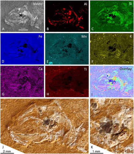 FIGURE 7. Elemental maps of a Cavenderichthys head with otolith in situ (AM F.143639). A, video image of the measured area; B–H, elemental maps for aluminum (Al), silicon (Si), iron (Fe), manganese (Mn), potassium (K), calcium (Ca), and titanium (Ti), respectively; I, video image overlain with elemental maps for Al, Si, Fe, Mn, K, Ca, and Ti; J, K, conventional photographs.