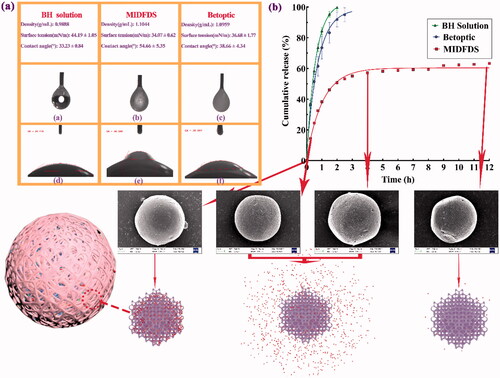 Figure 3. Surface tension and contact angle values of the BH solution, Betoptic, and MIDFDS (data expressed as the mean values ± SD, n = 3). 1–6 are one-time measurement results. (a) In vitro cumulative release percentage curve of BH solution, Betoptic, and MIDFDS (n = 3), and SEM images of MIDFDS at 0, 0.5, 4, and 12 h. (b) The drug was released from the core of the microsphere through the pore formed by the swelling of Eudragit in MIDFDS following Fick diffusion without dissolved MIDFDS.