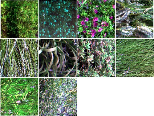 Figure 1. Hyperspectral pseudocolor imagery of forage.
