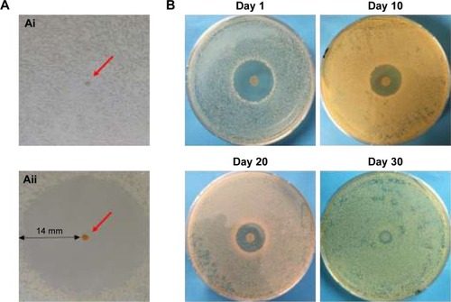 Figure 4 Agar diffusion test with unloaded and rifampicin-loaded microspheres.
