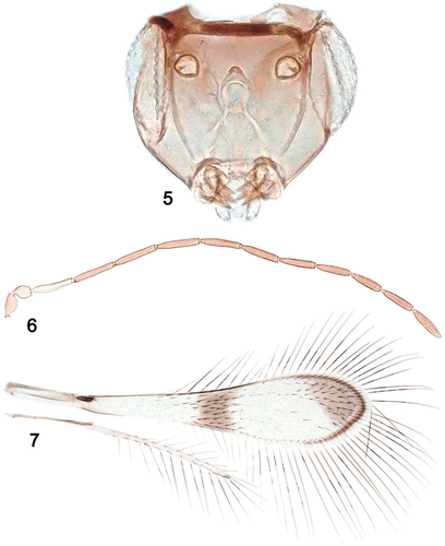 Figures 5–7. Palaeoneura farmani Amer and Zeya, paratype, ♂: (5) head, frontal; (6) antenna; (7) wings.