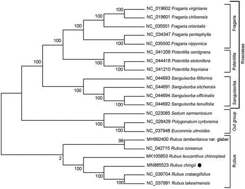Figure 1. ML phylogenetic tree analysis of Rubus chingii and other representative Rosaceae plants based on the complete chloroplast genome sequences. Numbers on the nodes are bootstrap values from 100 replicates. The GenBank accession numbers were listed before the species name. The species of Sedum sarmentosum, Eucommia ulmoides and Polygonatum cyrtonema were used as the outgroup species.