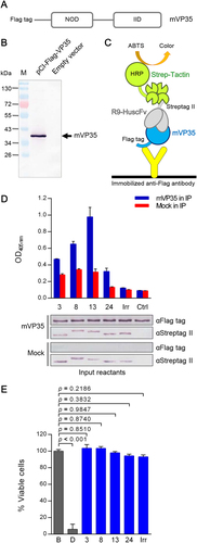 Fig. 4 Interactions of the transbodies with VP35 and their biocompatibility.a Schematic representation of the VP35 construct for production in mammalian cells (mVP35). b mVP35 produced from COS-7 cells (∼40 kDa; arrow). COS-7 cells were transiently transfected with the VP35 construct. At 48-h post-transfection, the cells were lysed, and the presence of mVP35 in the clarified lysate was determined by Western blotting using anti-Flag antibody. The lysate of cells transfected with empty vector was used as a negative control. c Diagram of co-immunoprecipitation and ELISA for detecting the interaction between mVP35 and R9-HuscFvs. COS-7 cell lysate containing mVP35 was mixed with R9-HuscFvs, and individual mixtures were added to wells containing immobilized anti-Flag antibody. Captured complexes were detected using Strep-Tactin®-HRP conjugate and HRP substrate. d Upper, the OD405nm of ELISA for demonstrating the interaction between mVP35 and R9-HuscFvs compared with mVP35 mixed with irrelevant R9-HuscFv (Irr) and the background binding control (Ctrl; mVP35 without R9-HuscFv). Lower, the input reactants of co-immunoprecipitation revealed by Western blotting are shown. e The biocompatibility of R9-HuscFvs with human hepatic cells shown as the percent viability of HepG2 cells after incubation with R9-HuscFvs for 24 h. The protease activity of dead cells was measured after addition of luminogenic substrate to wells containing treated cells, and the percent cell viability was calculated. Statistical significance was determined using one-way ANOVA and Tukey’s post hoc test