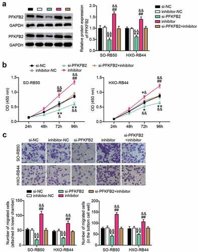 Figure 6. Interference with the expression of miR-489-3p can weaken the control of tumor development by inhibiting PFKFB2. (a) Western blotting detecting the effect of miR-489-3p on the expression of PFKFB2 in SO-RB50 and HXO-RB44 cells. (b) CCK-8 assays detecting the effect of the interaction of miR-489-3p on PFKFB2 in SO-RB50 and HXO-RB44 on cell proliferation. (c) Transwell assays detecting the effect of the interaction of miR-489-3p on PFKFB2 in SO-RB50 and HXO-RB44 on cell migration. *P < 0.05, **P < 0.001, vs. Si-NC; ##P < 0.001, vs. inhibitor-NC; &P < 0.05, &&P < 0.001, vs. si-PFKFB2+ inhibitor. Data are presented as mean ± SD. N = 3, repetition = 3.