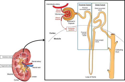 Figure 2. Simplified anatomy of the vascular system of the human kidney and the human nephron