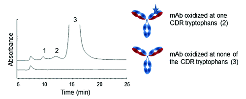 Figure 2. Elution profile on two Dionex Propac HIC-10 columns in series of a mAb oxidized at one CDR tryptophan residues (indicated as stars in the cartoon, pre-peak 2) and conserved Fc methionines (pre-peak 1 and 2). Chromatogram reproduced with permission from Elsevier (ref. Citation6).
