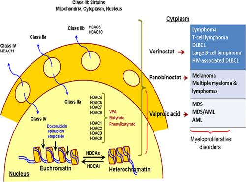 Figure 4 Histone deacetylase inhibitors and mechanism of action which have shown benefits in early-phase clinical trials for the treatment of myeloproliferative disorders (eg, MDS and AML). Vorinostat, panobinostat and valproic acid are pan-HDAC inhibitors.