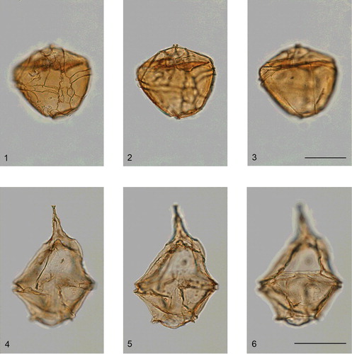 Plate 16. Leptodinium mirabile and Gonyaulacysta dualis from microscope slides distributed by Bill Evitt at his Teaching Conferences on Fossil Dinoflagellates (section 10).Figures 1–3. Leptodinium mirabile. Specimen from the Upper Jurassic Naknek Formation of Amber Bay, southwest Alaska. Stanford University palynology sample PL 5004. This slide was distributed on the 29th course held at Glasgow, Scotland, between 19 and 30 August 1985. BGS specimen number MPK 14561, England Finder coordinate N39/1. Ventral view; high- to low-focus sequence. Leptodinium mirabile was comprehensively described in the caption to Plate 14. In figure 1, note the five extremely clearly defined sulcal plates (i.e. from the top, the as, ras, rs, ls and ps) plus the flagellar scar and 1'''. The relatively low, distally smooth sutural crests are clearly visible in figure 2, and the orientation of the specimen is such that the large, quadrangular middorsal postcingular plate is very prominent in figure 3. This extremely well-preserved specimen is 89 μm long, and 87 μm wide. The scale bar in figure 3 represents 50 μm.Figures 4–6. Gonyaulacysta dualis. Specimen from the Upper Jurassic Naknek Formation of Amber Bay, southwest Alaska. Stanford University palynology sample PL 5002. This slide was distributed at the 20th course held at Sunbury-on-Thames, England, between 10 and 21 August 1981. BGS specimen number MPK 14562, England Finder coordinate K37. Ventral view; high- to low-focus sequence. Note the elongate outline, the prominent apical horn, the bicavate cyst organisation, the distally smooth sutural crests, the precingular archaeopyle and the displaced endoperculum. The endocyst is subovoid with a prominent apical protuberance, and an antapical claustrum (opening) is present in the posterior sulcal (ps) plate (Evitt Citation1985, fig. 4.6P). Gonyaulacysta dualis differs from Gonyaulacysta jurassica subsp. jurassica by having dominantly distally smooth sutural crests (Brideaux & Fisher Citation1976, pl. 1, figs 4, 5; Jan du Chêne et al. Citation1986b, pl. 37, figs 11, 12). By contrast, the former is characterised by densely denticulate sutural crests. Sarjeant (Citation1982b, p. 18, 29) deemed Gonyaulacysta dualis to be a junior synonym of Gonyaulacysta jurassica; however, Jan du Chêne et al. (Citation1986b, p. 131) retained the former name. The Gonyaulacysta jurassica group are characterised, amongst other features, by a long epicyst and a relatively short hypocyst (Stover & Evitt Citation1978, p. 275–278). This species was first described by Brideaux & Fisher (Citation1976, p. 18–20) as Psaligonyaulax dualis from the Late Jurassic (Upper Oxfordian to Upper Kimmeridgian) of Arctic Canada; it is a distinctly Boreal taxon. This very-well-preserved specimen is 118 μm long, and 73 μm wide. The scale bar in figure 6 represents 50 μm.