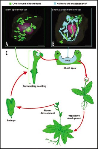 Figure 1 Diagram illustrating the tissues and the stages of the life cycle of Arabidopsis plants in which small, oval and network-type mitochondria are observed. (A) shows a 3D reconstruction of a stem epidermal cell in which the small, round/oval-type of mitochondria are randomly distributed (green structures). (B) illustrates a SAM cell during prometaphase. The chondriome consists of a mixture of a few individual, oval or sausage-like mitochondria (green), and a massive, cage-like mitochondrion (light blue) that wraps around the dismantling nucleus (n, purple). (C) represents a typical Arabidopsis life cycle, where the spatial and temporal confinement of the tentaculate/cage-like mitochondrion is represented by coloring vegetative SAM regions in light blue. Bars in (A and B): 2 µm.