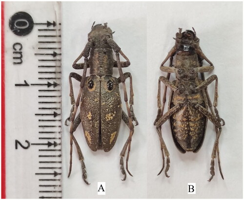 Figure 1. Reference images of adult female of Pseudoechthistatus hei. (A) the ventral view of P. hei; (B) the dorsal view of P. hei. These photographs from our specimens were taken by us. The sex mark including the antennae was about 2.1 times as long as the body of the male while it was 1.3 times as long as the body of the female (Wang P et al. Citation2019).