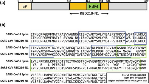 Figure 1. (a) Illustration of SARS-CoV RBD subunit S1. (b) Sequence alignment between SARS-CoV RBD219-N1 and SARS-CoV-2 spike protein. The RBM region is circled in green. An example of a neutralizing conformational epitope consisting S343–367, 373–390 and 411–428 (reported by Bian et al.) is circled in blue, indicating neutralizing epitopes do not have to be within RBM.Citation7