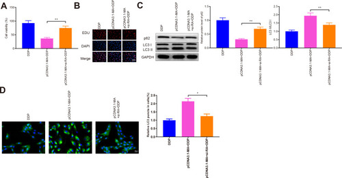Figure 6 RASSF1A interacts with MAP1S to stimulate autophagy and restore chemosensitivity.