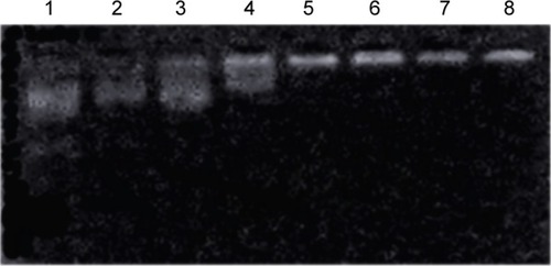 Figure 4 Electrophoretic mobility of plasmid in cationized Porphyra yezoensis polysaccharide (CPPS)–plasmid Wnt3a (pWnt3a) nanoparticles at various ratios.Notes: Lane 1, Wnt3a naked plasmid; lanes 2–8, CPPS:pWnt3a weight ratios of 5:1, 10:1, 20:1, 40:1, 80:1, 100:1, and 150:1, respectively.