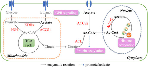 Figure 3 Key metabolites in lipid synthesis. Schematic diagram shows the Ac-CoA pool in different cell compartments. The functions of Ac-CoA and acetate outside metabolism are marked in pink.