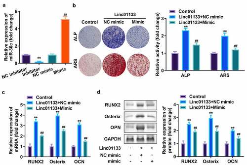 Figure 4. Overexpression of miR-30c reversed the effects of Linc01133 on osteogenic differentiation of hPDLSC. (a)The miR-30c expression levels were detected by qRT-PCR. (b) Images and quantification of ALP staining and ARS of hPDLSCs transfected with Linc01133 and miR-30c mimic. (c) qRT-PCR analysis for the expression of RUNX2, Osterix, and OPN. (d) Western blotting analysis for the expression of RUNX2, Osterix, and OPN. **p < 0.01, vs. nc inhibitor, and control group. ##p < 0.01, vs. nc mimic, and Linc01133+ nc mimic group. qRT-PCR, quantitative reverse-transcription polymerase chain reaction; hPDLSC, human periodontal ligament stem cells.