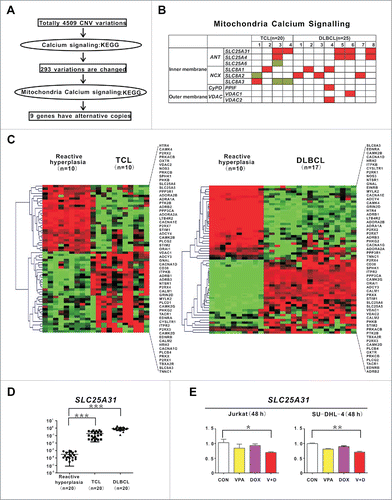 Figure 6. Genes involved in mitochondrial calcium transferring were altered in T- and B-cell lymphoma. (A) Schematic of CNV data analysis on tumor samples of 20 T-cell lymphoma (TCL) and 25 diffuse large B-cell lymphoma (DLBCL) patients. (B) Distribution of mitochondria calcium signaling gene aberrations in TCL (left panel) and DLBCL (right panel) cases. (C) Calcium signaling pathway revealed by gene expression profile in TCL and DLBCL cases. (D) Quantitative PCR results of SLC25A31 in TCL and DLBCL cases. ***, P < 0.001 compared with reactive hyperplasia. A relative quantification calculated using the ΔΔCT method based on the expression value of H9 cells. (E) Quantitative PCR results of SLC25A31 in Jurkat and SU-DHL-4 cells treated with valproic acid (VPA, 0.5 mM) and/or doxorubicin (DOX, 15 nM) at 48 h. **, P < 0.01, *, P < 0.05 compared with the CON (untreated) cells.
