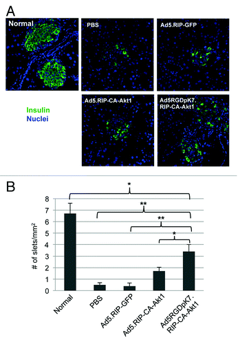 Figure 7. Evaluation of pancreatic islets in the diabetic mice that were treated with intravenously injected CA-Akt1 expressing vectors and controls. (A) Representative islet images in different treatment groups. The insulin-producing β-cells in each islet were much fewer in the STZ-induced diabetic mice than in normal ones. (B) The number of identifiable islets in each group of mice (n = 5). Ad5RGDpK7.RIP-CA-Akt1 treated diabetic mice had significantly more islets remaining than PBS, Ad5.RIP-GFP, and Ad5.RIP-CA-Akt1 treated mice, but still significantly less than normal mice. The * indicates p < 0.05, and ** indicates p < 0.005.