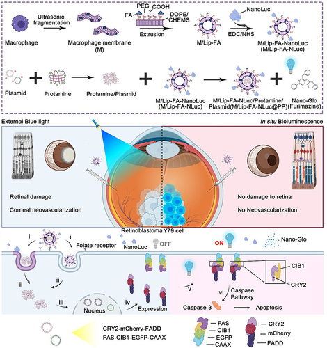 Figure 10 Schematic diagram of MM-NPs in situ bioluminescence-driven optogenetic therapy.