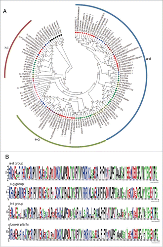 Figure 2. Analysis of ATG8s from different plant species. (A) A phylogenetic tree was constructed using nucleotide sequences and amino acid alignments of ATG8 domains. Maximum likelihood model was used and bootstrap analysis was performed with 1000 replicates to support each branch. Same colors mean related species and the 3 ATG8 subgroups (a to d, e to g, and h and i) were marked as arcs. For different species abbreviations, see Fig. 1A legend. (B) Domain sequences in each subgroup of ATG8. Amino acid sequences of plant ATG8s of each subgroup were aligned and the domain sequences were extracted according to PFAM database (PF02991). Single insertion sequence was removed and the motif logo was created using the alignment. The height of symbols indicates the sequence conservation and residue prevalence of multiple alignment positions.