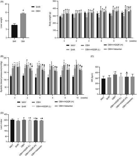 Figure 1. Effects of HQQR on liver and body weight, SBP, HR, and Lee’s index. (A) Changes in liver and body weight after HFD exposure for 10 weeks. (B) SBP among the different groups of rats, measured every 2 weeks of treatment, for 10 weeks. (C) Comparison of HR among the different groups after 10 weeks of treatment. (D) Comparison of Lee’s index between different groups after 10 weeks of treatment. *p < 0.05 vs. WKY group; #p < 0.05 vs. SHR group; ▲p < 0.05 vs. OBH group; ⋄p < 0.05 vs. OBH + HQQR(L) group.