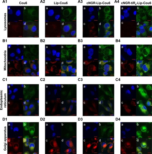 Figure 8 Distribution of various formulations in cytoplasmic organelles of HT1080 cells.Notes: Subcellular localization in lysosomes (A), mitochondria (B), endoplasmic reticulum (C) and Golgi apparatus (D) after the treatment with free Cou6 (1), Lip-Cou6 (2), cNGR-Lip-Cou6 and cNGR-tiR9-Lip-Cou6. (a) Blue shows nuclei of HT1080 cells stained with Hoechst 33258. (b) Green indicates Cou6 fluorescence in HT1080 cells after applying free Cou6, Lip-Cou6, cNGR-Lip-Cou6, and cNGR-tiR9-Lip-Cou6. (c) Red indicates subcellular organelles (lysosomes, mitochondria, endoplasmic reticulum, and Golgi apparatus) stained with corresponding dyes (LysoTracker Red DND-99, MitoTracker Red CMXRos, ER-Tracker Red, and Golgi-Tracker Red. (d) Merged colors denote mixed fluorescence from Cou6 formulations and subcellular organelles.Abbreviations: cNGR, cyclic asparagine–glycine–arginine; Cou6, coumarin 6; Lip, liposomes; tiR9, tandem-insert nona-arginine.