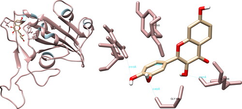 Figure 8. Fisetin interactions with SARS-CoV-2 spike glycoprotein, visualized in UCSF Chimera. Fisetin formed four hydrogen bonds with amino acids: Arg403, Gly496, Gln498 and Tyr505.