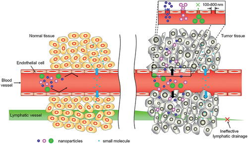 Figure 5 Transport of nanoparticles with different sizes and small molecules through normal (left) and cancerous (right) tissues. The enhanced permeability and retention (EPR) effect is a unique feature of most tumors, allowing nanoparticles of appropriate sizes to accumulate more in cancerous tissues than in normal tissues. Reproduced with permission from Sun T, Zhang YS, Pang B, et al. Engineered nanoparticles for drug delivery in cancer therapy. John Wiley and Sons.Citation88 © 2014 WILEY-VCH Verlag GmbH & Co. KGaA, Weinheim.