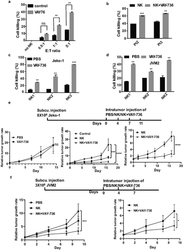 Figure 6. VAY-736 enhances ADCC mediated by NK cells in vitro and in vivo. (a) Calcein-AM labeled JVM2 cells pre-incubated for 1 hour with control human IgG or VAY-736 were incubated with different ratio of NK cells (E:T) for 4 hours (b) Calcein-AM labeled Pt2 and Pt3 cells were pre-incubated 1 hour with control human IgG, VAY-736 followed by incubating with NK cells at (E:T of 5:1) for 4 hours. Statistical significance was calculated using unpaired student’s t-test. N = 3; **p < .01, ***p < .001. (c) Percentage of Jeko-1 cell lysis mediated by NK cells from 3 different normal donors. Cells were all pre-incubated with 10 ug/mL of VAY-736 by using E:T ratio of 5:1. Statistical significance was calculated using unpaired student’s t-test. N = 3; **p < .01, ***p < .001. (d) Percentage of JVM2 cell lysis mediated by NK cells from three different normal donors. Cells were all pre-incubated with 10 ug/mL of VAY-736 by using E:T ratio of 5:1. Statistical significance was calculated using unpaired student’s t-test. N = 3; **p < .01, ***p < .001. (e) Top, schematic depiction of Jeko-1 cells xenograft and VAY-736 treatment in mice. Bottom, relative tumor growth rate after different treatments. On the left panel, PBS group compare to VAY-736; On the middle panel, NK or NK+VAY-736 treatment compare to PBS control; on the right panel, NK/VAY-736 versus NK treatment. Statistical significance was calculated using two-way ANOVA. ****p < .0001 represents statistical significance between PBS versus NK+VAY-736 group, and NK in comparison to NK+VAY-736 group, ***p < .001 represents statistical significance between PBS versus NK group. N = 5 for left panel and N = 3 for middle and right panel. (f) Top, schematic depiction of JVM2 cells xenograft and VAY-736 treatment in mice. Bottom, relative tumor growth rate after different treatments. Statistical significance was calculated using two-way ANOVA. ***p < .0001 represents statistical significance between PBS versus NK+VAY-736 group, *p < .05 represents statistical significance between NK versus NK+VAY-736 group. N = 3