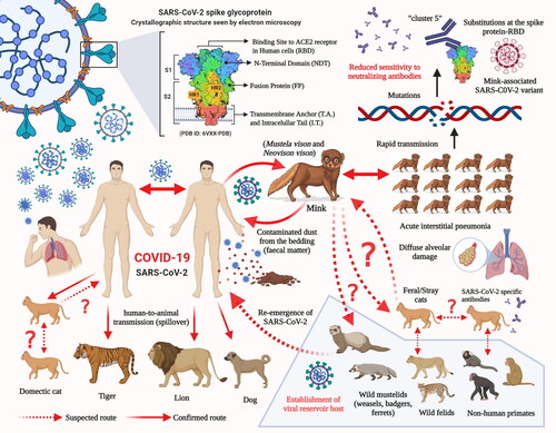 Figure 6. Potential and established routes of SARS-CoV-2 transmission between humans and animal species.