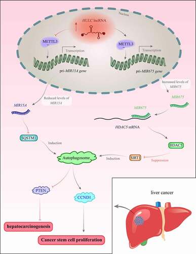 Figure 2. The expression of HULC is increased in hepatocellular carcinoma. This lncRNA inhibits METTL3 binding with pri-MIR15A and decreases methylation of pri-MIR15A. Besides, HULC precludes binding of DGCR8 and DROSHA with this pri-miRNA, leading to a significant reduction in the levels of mature MIR15A. Downregulation of this miRNA results in the upregulation of SQSTM1, which contributes to the formation of autophagosome, suppression of PTEN, and induction of cancer [Citation40]. On the other hand, HULC enhances the binding of METTL3 with pri-MIR675 and increases MIR675 levels. This miRNA binds with 3ʹ UTR of HDAC5 mRNA and decreases its expression. Therefore, SIRT1 levels and the formation of autophagosomes are enhanced. This increases CCND1 synthesis and promotes the proliferation of cancer stem cells [Citation134].