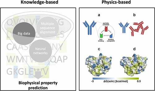 Figure 2. Knowledge and physics-based approaches for characterizing biophysical properties of antibodies. Left panel, knowledge-based: Overview of critical steps for sequence-based in silico prediction of biophysical properties from several thousands of potential hit sequences. Right panel, physics-based: A) The antibody binding interface exists as an ensemble of conformations, which includes binding competent as well as non-binding states. Partially unfolded conformations also exist with a lower probability. B) Different conformations exhibit different properties, where partially unfolded conformations may aggregate which leads to further unfolding. In C) and D), the hydrophobicity profile of two different conformations of the TNF-α binding antibody golimumab is mapped on its molecular surface using localized free energy of hydration. The two conformations show a significantly altered hydrophobicity profile and will therefore most likely interact differently with other hydrophobic molecules.