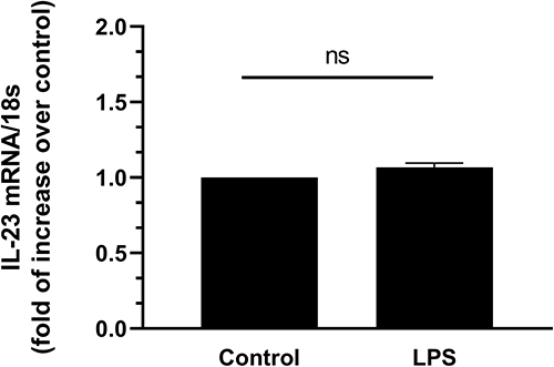Figure 4 LPS does not stimulate IL-23 mRNA expression in human adipocytes. In vitro differentiated human adipocytes were incubated for 24 hours with saline (control) and LPS (1 ng/mL) and then PCR analysis of IL-23 mRNA expression was performed. Data are expressed as mean ± SD of five independent experiments.