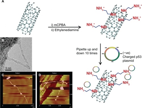 Figure 3 A) Schematic representation of ethylenediamine functionalization of SWCNTs (f-SWCNTs) and formation of f-SWCNTs-p53 complex; B) TEM image of the SWCNTs used in this experiment; C and D) AFM images of f-SWCNTs-p53 complex formation. The presence of the p53 plasmids on the surface of the nanotubes can be clearly observed. In several cases, multiple p53 genes were found to be attached to a single nanotube.Abbreviations: AFM, atomic force microscopy; SWCNTs, single-walled carbon nanotubes; SEM, scanning electron microscopy; TGA, thermogravimetric analyses.