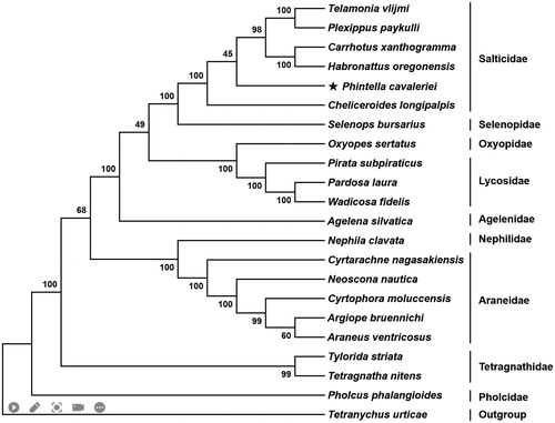 Figure 1. Phylogenetic tree showing the relationship between Phintella cavaleriei and 20 other representative spiders based on neighbor-joining method. GenBank accession numbers used in the study are the following: Agelena silvatica (KX290739), Araneus ventricosus (NC_025634), Argiope bruennichi (NC_024281), Carrhotus xanthogramma (NC_005942), Cheliceroides longipalpis (MH891570), Cyrtarachne nagasakiensis (KR259802), Cyrtophora moluccensis (KM820884), Habronattus oregonensis (AY571145), Neoscona nautica (KR259804), Nephila clavata (NC_008063), Oxyopes sertatus (KM272950), Pardosa laura (KM272948), Phintella cavaleriei (MW540530), Pholcus phalangioides (NC_020324), Pirata subpiraticus (NC_025523), Plexippus paykulli (NC_024877), Selenops bursarius (NC_024878), Telamonia vlijmi (NC_024287), Tetragnatha nitens (KP306790), Tetrancychus urticae (EU345430.1), Tylorida striata (MN615900), and Wadicosa fidelis (NC_026123). T. urticae was used as an outgroup. Spiders determined in this study was marked with an asterisk.