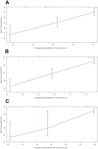 Figure 4 External calibration plot. (A) 3-Year, (B) 5-year and (C) 10- year overall survival nomogram calibration curves. The 45-degree line represents an ideal match between the actual survival (Y-axis) and nomogram-predicted survival (X-axis). The perpendicular line means 95% confidence intervals.