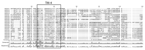 Figure 2. Presence of a potential CaMBD at the cytoplasmic C-terminus of Arabidopsis iGluRs. Transmembrane domain prediction was performed using Aramemnon (http://aramemnon.botanik.uni-koeln.de/) website and the stretches predicted using a hidden Markov modelCitation29 were marked. Putative CaMBDs (marked in gray) were identified based on the following web tool: http://calcium.uhnres.utoronto.ca/ctdb/ctdb/sequence.html.Citation23 For the prediction the last 268–375 amino acids were used, starting from the first TM domain and excluding the extracellular N-terminal domain. Marked residues represent those having a score higher than 6. Alignments were generated in the CLC Workbench package (www.clcbio.com).