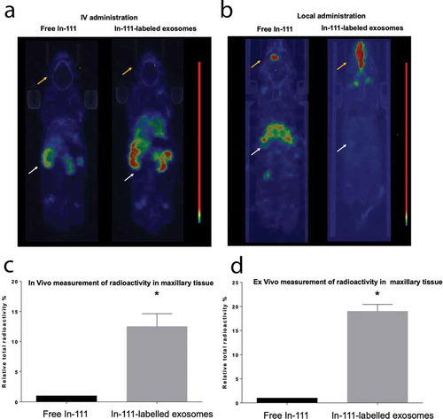 Figure 6. Locally administrated exosomes showed higher affinity and slower clearance from periodontal tissues in inflammatory alveolar bone loss model. (A) SPECT CT live animal in vivo imaging of free In-111 (left) or In-111-labelled exosomes (right) in mice after 24h of IV administration. (B) Local delivery of free In-111 (left) or In-111-labelled exosomes (right) by injection in the palatal gingiva at the right side of maxilla was utilized. (C) Radioactivity in maxilla, relative to total, when free or bound to DC EXO, expressed as % determined using SPECT CT images. (D) Radioactivity in maxilla, relative to total, when free or bound to DC EXO, expressed as %, in post-mortem isolated maxilla, determined by gamma counter. Mice were subjected to ligature placement to induce inflammatory bone loss prior to imaging. Yellow arrows delineate maxilla, white arrows liver, spleen and other non-oral sites.