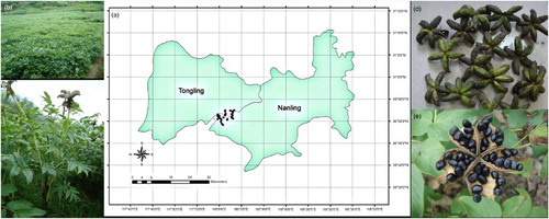 Figure 1. Visualization of sampling sites in which survey work was conducted during 2013. Field sites were located in Fenghuang mountain-Ya mountain regions, which belongs to the border of Tongling city and Nanling County. (a) Distribution of 30 cultural fields. (b) Map of one cultural field. (c) Plantlet of P. ostii. (d) Collected fruit of P. ostii before natural cracking. (e) Seed and natural cracking of fruit.373 x 148 mm (150 x 150 DPI)