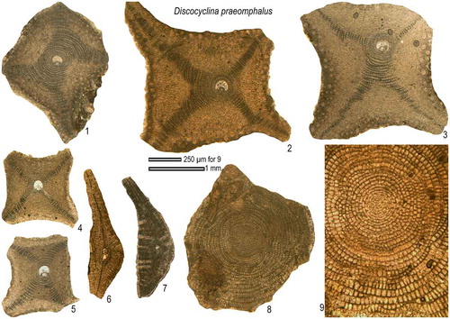 Figure 13. Equatorial and axial sections of D. praeomphalus from the Fulra Limestone. 8–9, microspheric; others, megalospheric. 1: FUL2–6, 2: FUL3–41, 3: FUL2–3, 4: FUL2–20, 5: FUL2–19, 6: FUL3–7, 7: FUL2–46, 8–9: FUL.3–8.