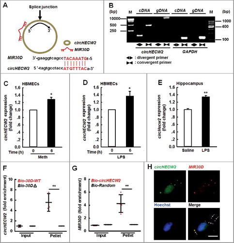 Figure 5. circHECW2 sponges MIR30D. (A) circHECW2 contained one site complementary to MIR30D. The potential complementary residues are presented in red, as determined using the bioinformatic program RNAhybrid. (B) Divergent primers amplified circHECW2 in cDNA but not genomic DNA (gDNA). GAPDH, linear control. (C and D) Effects of Meth or LPS on circHECW2 expression in HBMECs. Real-time PCR was performed to measure the circHECW2 expression levels in HBMECs treated with Meth (100 μM) (C) or LPS (10 ng/ml) (D) for 6 h. All data are presented as the mean ± SD of 4 independent experiments. *P<0.05 vs. vehicle control using the Mann-Whitney test. (E) Effect of LPS on circHecw2 expression in the hippocampus of mice. Mice were administered LPS (0.83 mg/kg) once per day for 7 d. n = 6 animals/group. **P<0.01 vs. saline group using the Mann-Whitney test. (F) Application of a biotin-coupled MIR30D mimic to determine whether MIR30D was able to pull down circHECW2. The biotinylated wild-type MIR30D (Bio-MIR30D-WT) or its biotinylated mutant (Bio-MIR30DΔ) was transfected into HEK293T cells. After streptavidin capture, the circHECW2 and GAPDH mRNA levels were quantified via real-time PCR, and the relative immunoprecipitate/input ratios were plotted. All data are presented as the mean ± SD of 3 independent experiments. **P<0.01 vs. the Bio-MIR30D-WT group via one-way ANOVA followed by the Holm-Sidak test. (G) Following the application of a biotin-labeled specific probe, MIR30D was pulled down by circHECW2. The biotinylated circHECW2 (Bio-circHECW2) or circRNA negative control (Bio-Random) was transfected into HEK293T cells. After streptavidin capture, the MIR30D and RNU6-6P microRNA levels were quantified via real-time PCR, and the relative immunoprecipitate/input ratios were plotted. All data are presented as the mean ± SD of 4 independent experiments. **P<0.01 vs. the Bio-Random group via one-way ANOVA followed by the Holm-Sidak test. (H) Double-label in situ hybridization assays showed that circHECW2 colocalized with MIR30D. Scale bar: 10 μm. bp, base pair; M, size markers; Meth, methamphetamine.