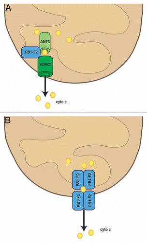 Figure 2 PB1-F2 promotes mitochondrial apoptosis. (A) PB1-F2 can associate with ANT3 and VDAC1 in the inner and outer mitochondrial membrane, respectively, to induce the efflux of cytochrome c (cyto c), which further downstream leads to the activation of caspases. (B) PB1-F2 can also self-oligomerize to form pores in the mitochondrial membrane. Please note: schematic is not to scale.