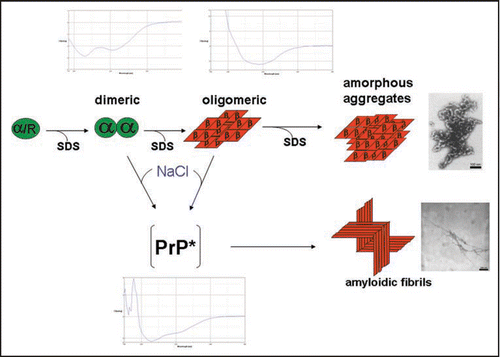 Figure 1 Structures involved in the in vitro conversion of rec PrP(90–231) induced by lowering SDS concentration. The structures analysed within the in vitro conversion system are summarized. Exemplarily for the methods used to analyse these structures, beneath the different intermediates the CD-spectra are shown. Next to the aggregated states the electron micrograph of these structures are shown. The upper part represents the conversion without added NaCl, the lower part with added NaCl, respectively. Modified according to reference Citation18.